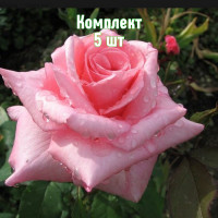 Комплект 5шт / Роза Эйфелевая ..