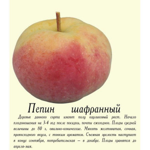 Саженцы Яблоня Пепин шафранный