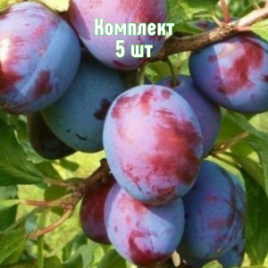 Комплект 5шт / Слива Волжская красавица